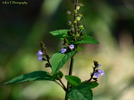 {Mosla dianthera}
